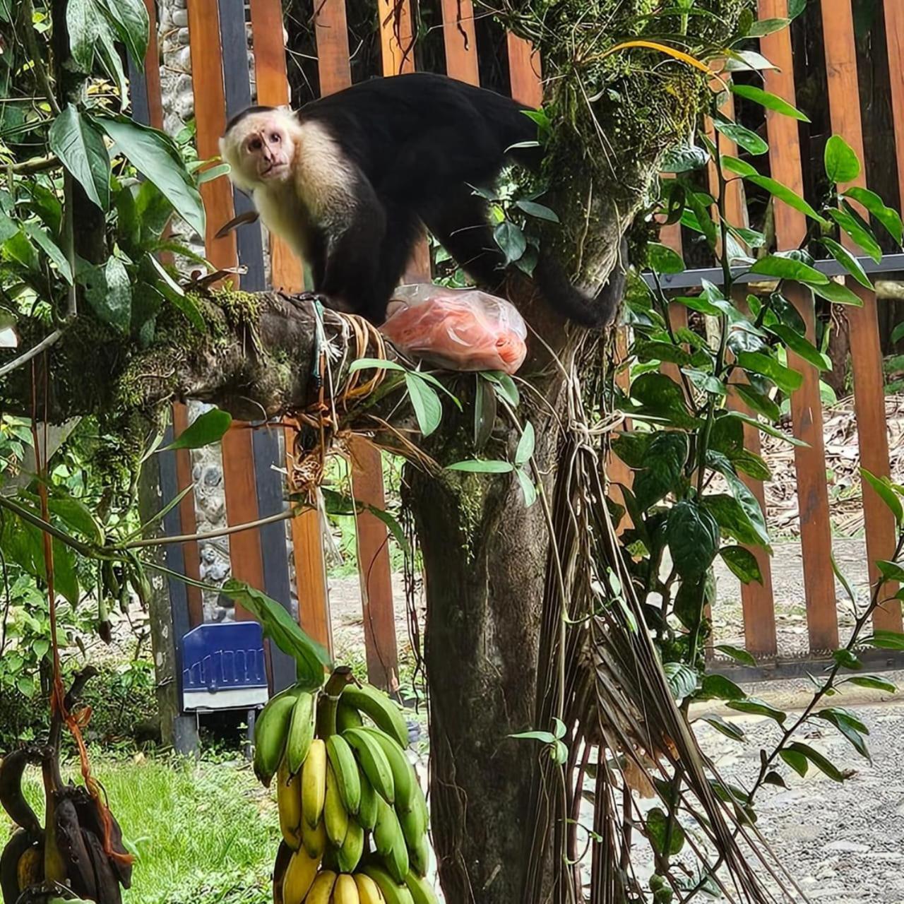 U Sule Villa Cahuita Luaran gambar