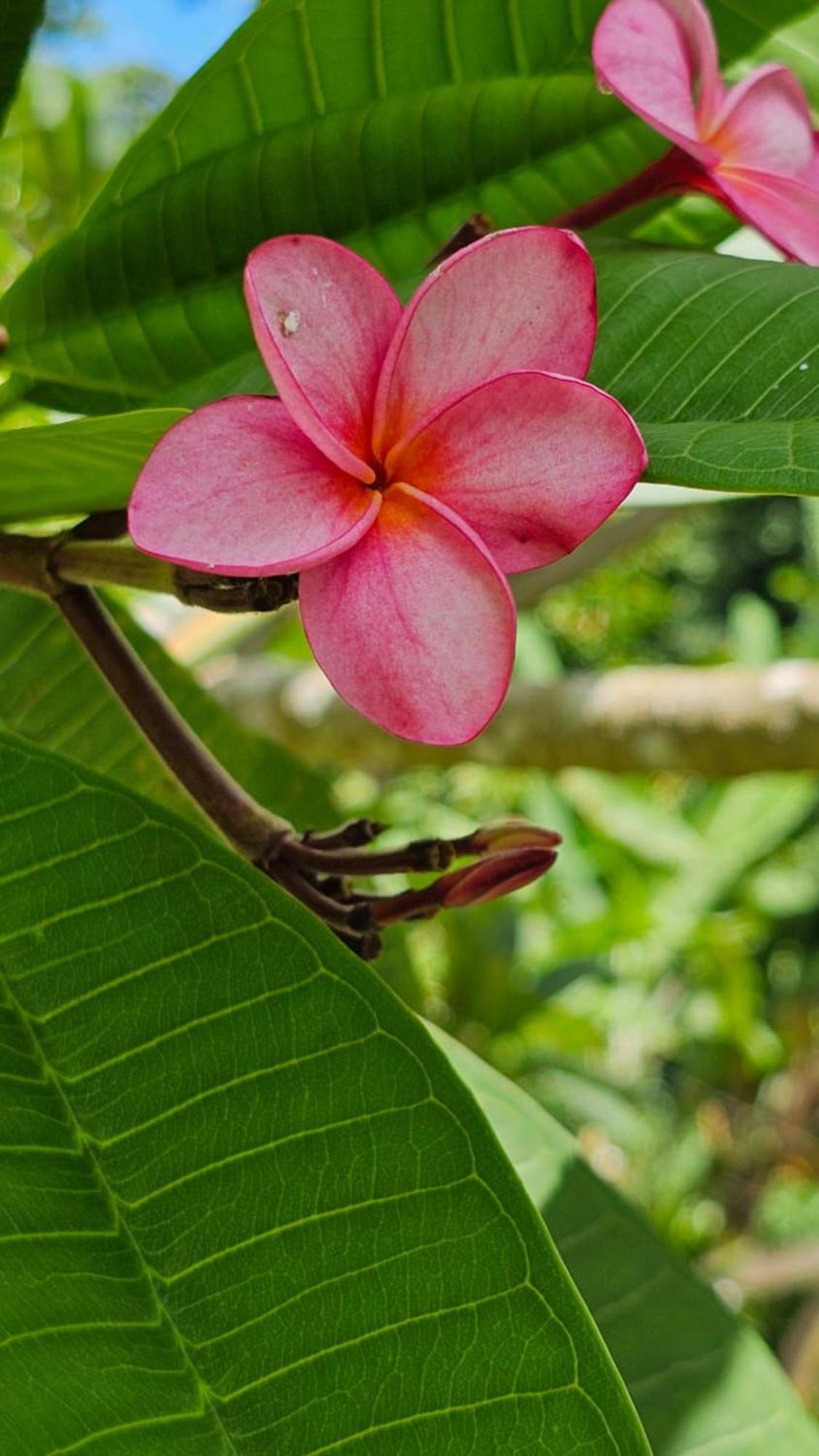 U Sule Villa Cahuita Luaran gambar