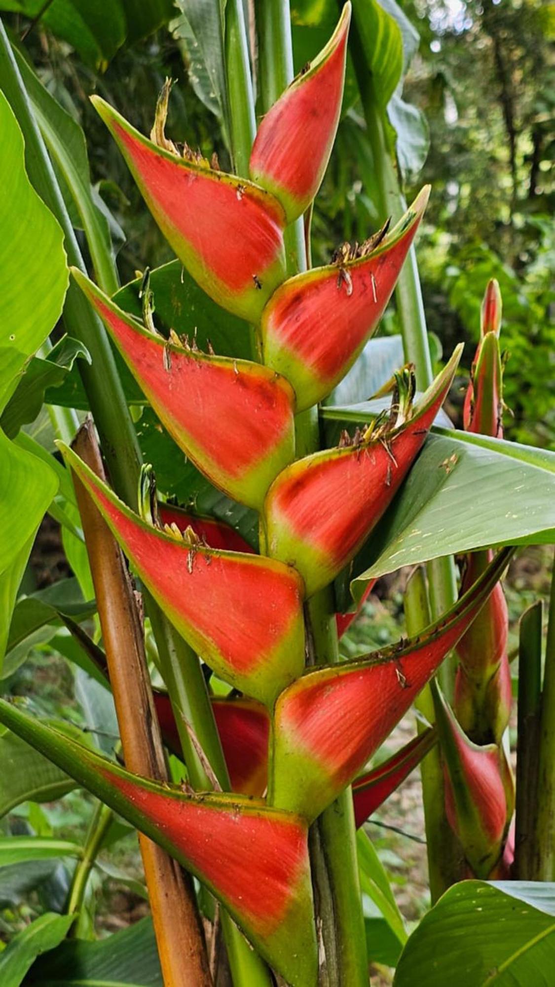 U Sule Villa Cahuita Luaran gambar
