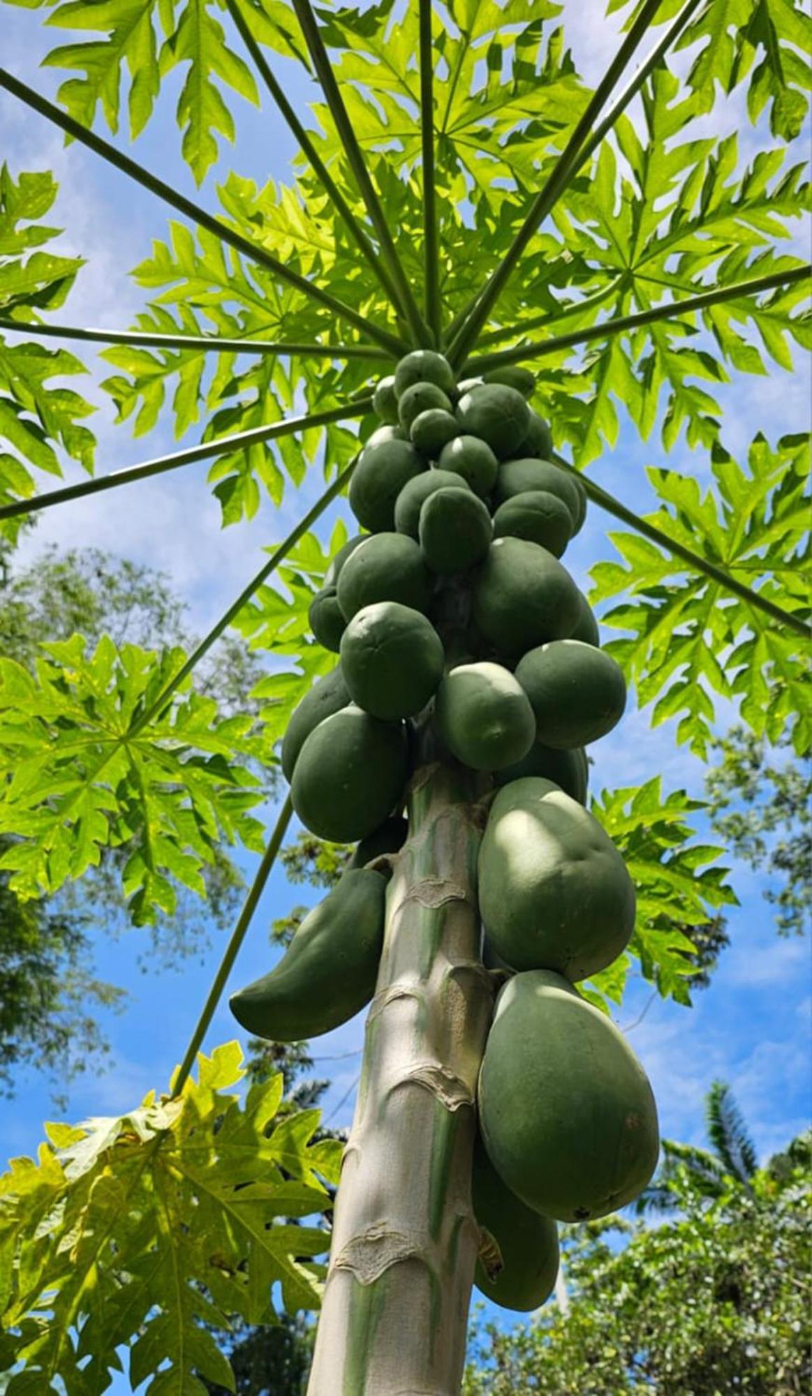 U Sule Villa Cahuita Luaran gambar