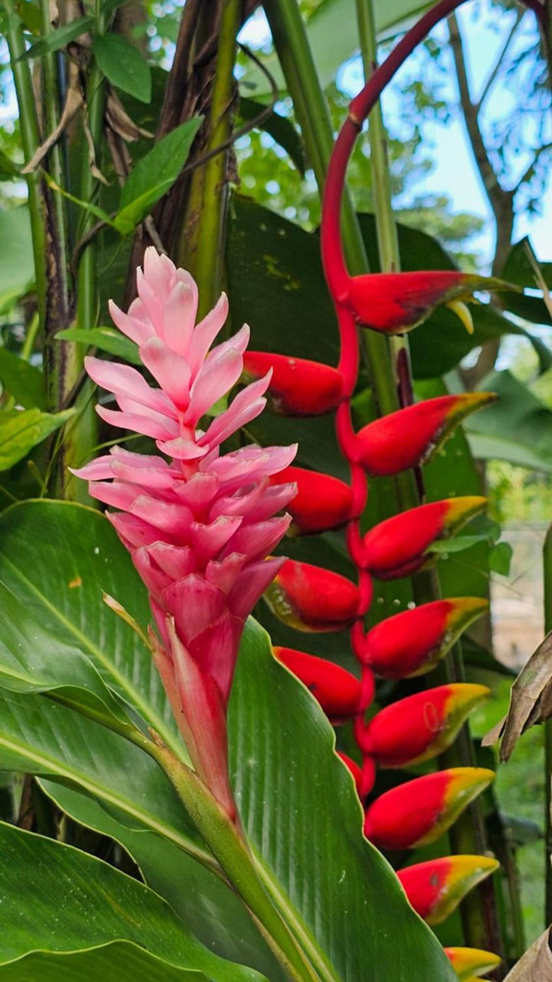 U Sule Villa Cahuita Luaran gambar