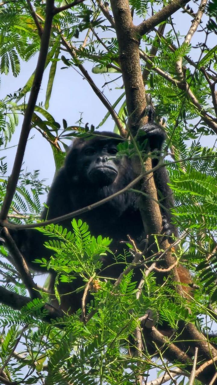U Sule Villa Cahuita Luaran gambar