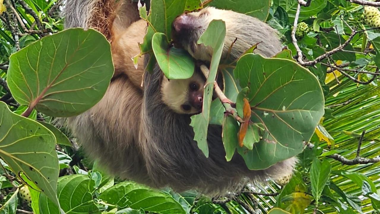 U Sule Villa Cahuita Luaran gambar
