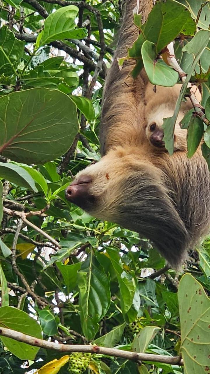 U Sule Villa Cahuita Luaran gambar