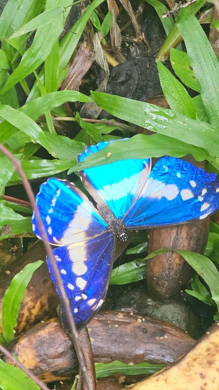 U Sule Villa Cahuita Luaran gambar