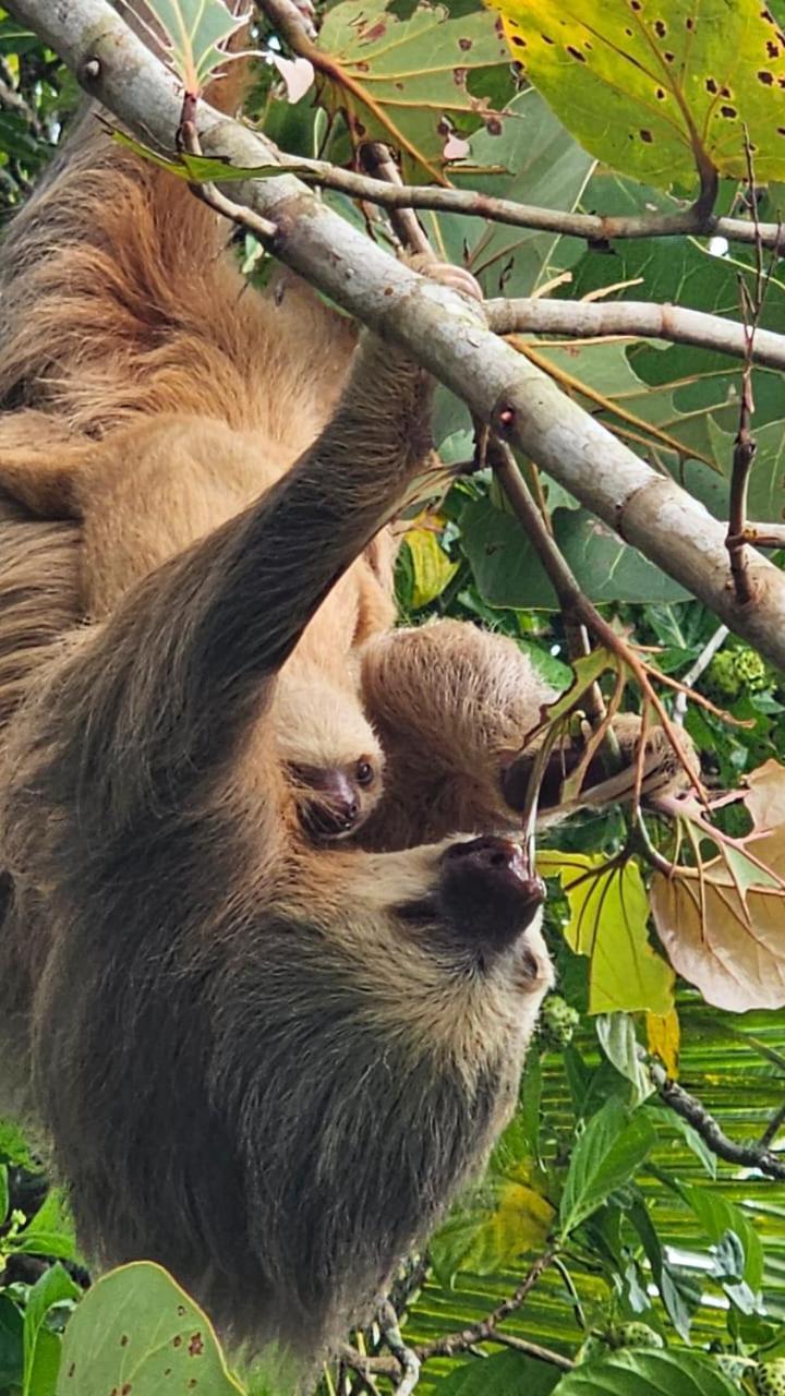 U Sule Villa Cahuita Luaran gambar