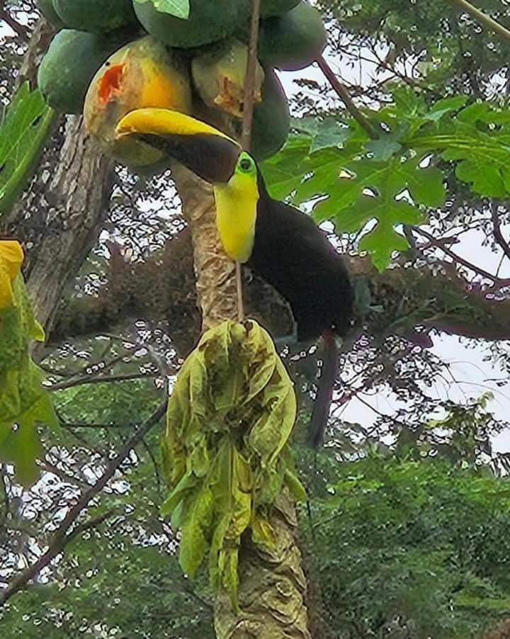 U Sule Villa Cahuita Luaran gambar